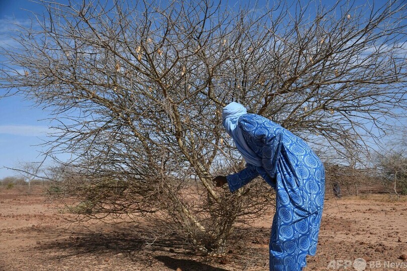 アフリカ中部の大規模緑化計画、ニジェールで成果 砂漠に生命戻る