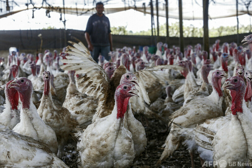 鳥インフルのヒトへの感染、初確認 エクアドル