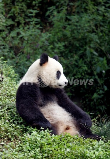 パンダのゲノムを解読、中国 パンダのゲノムを解読、中国