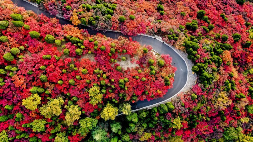 木々が秋景色を鮮やかに彩る 中国 山東省の紅葉谷風景区 写真10枚 国際ニュース Afpbb News