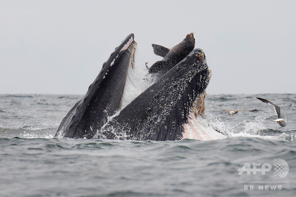 アシカがクジラの口に カメラマンが捉えた 一生に一度 の瞬間 写真1枚 国際ニュース Afpbb News
