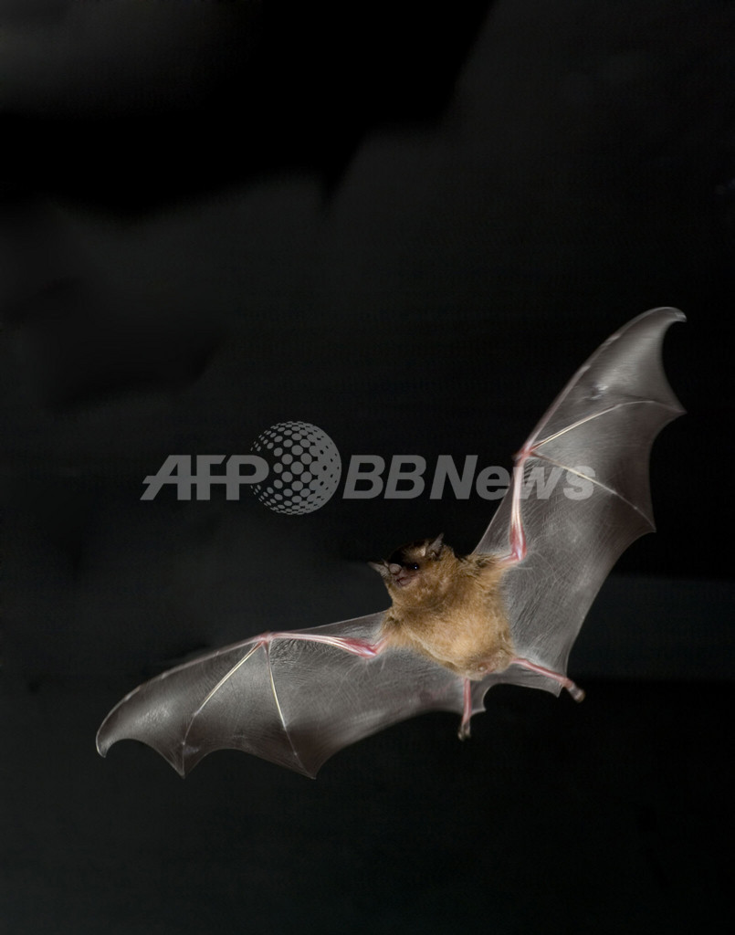 コウモリも昆虫と同じ方法で空中にとどまることを発見 研究報告 写真1枚 国際ニュース Afpbb News