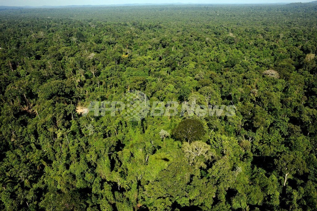 アマゾンの森林破壊8年で84減少 ブラジル 写真1枚 国際