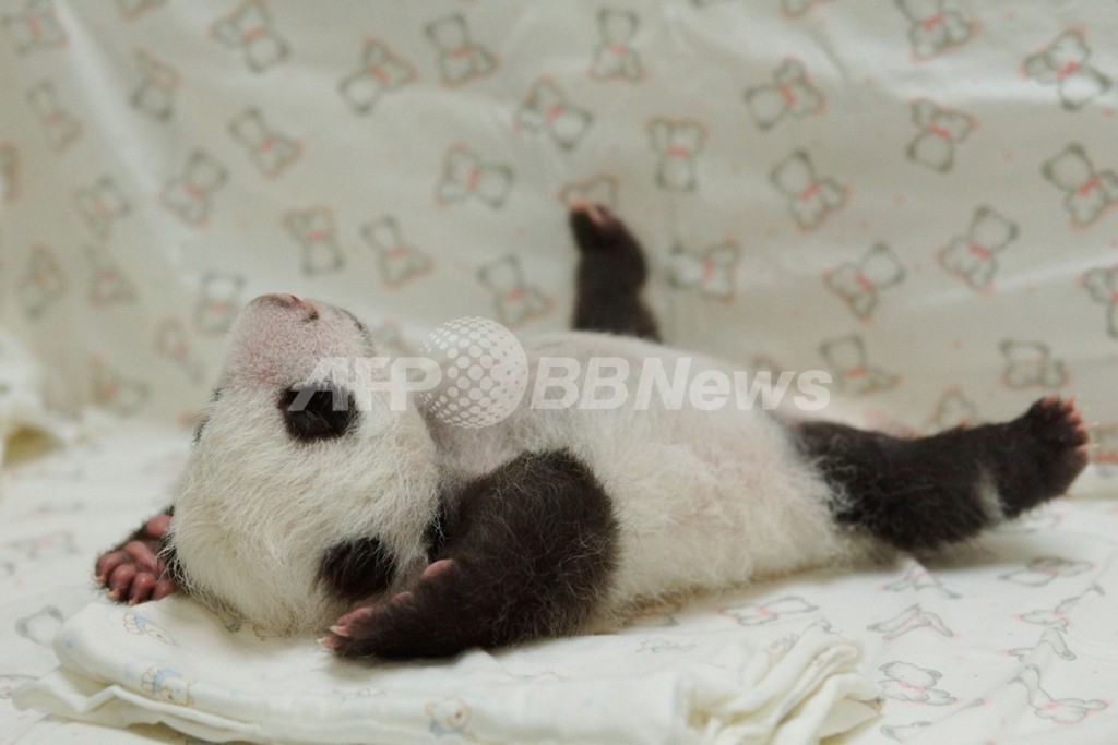 大の字になってお昼寝 台湾の赤ちゃんパンダ 写真3枚 国際ニュース Afpbb News