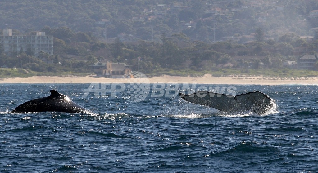 クジラの排泄物は鉄分豊富、南極海の海水の1000万倍 藻の栄養源に クジラの排泄物は鉄分豊富、南極海の海水の1000万倍 藻の栄養源に