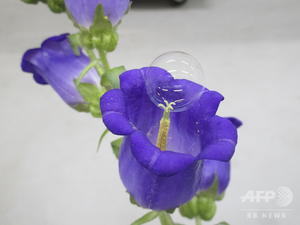 ドローンを使ってシャボン玉で人工授粉 研究 ドローンを使ってシャボン玉で人工授粉 研究