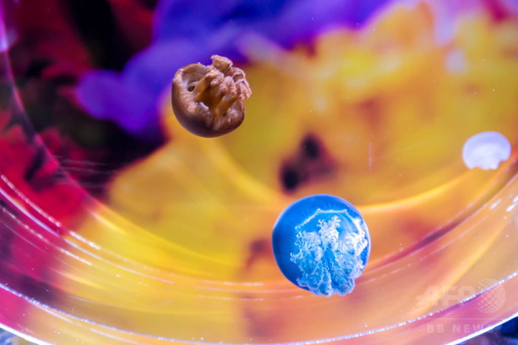 「すみだ水族館」蜷川実花とクラゲの幻想的なコラボレーション