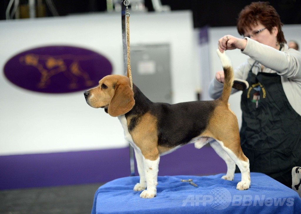「美犬」大集合、ウエストミンスター・ケンネル・クラブ・ドッグショー