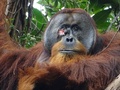インドネシア・スマトラ島北部にあるグヌン・ルスル国立公園に生息する雄のオランウータン「ラクース」（2022年6月23日公開）。(c)AFP PHOTO/SUAQ Foundation