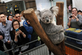 オーストラリア国内の動物園や水族館で作る団体は全国絶滅危惧種デー（National Threatened Species Day）の7日、シドニー（Sydney）市内中心部マーティン・プレース（Martin Place）でコアラやタスマニアデビルなどを展示し、来場者らに絶滅危惧種に対する理解や保護を呼び掛けた。

写真はコアラの展示を見る来場者ら（2012年9月7日撮影）。(c)AFP/ROMEO GACAD