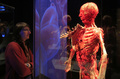 ウィーン（Vienna）の国立自然史博物館（Natural History Museum）で開催された人体標本展で、展示された人体標本を見る入場者（2013年3月15日撮影）。(c)AFP/ALEXANDER KLEIN