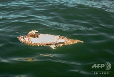 世界に残り20頭？ 希少イルカ、また漁網に掛かり死ぬ メキシコ沖 写真3