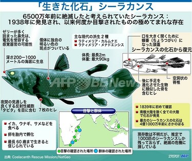 図解・これがシーラカンス 写真1枚 国際ニュース：AFPBB News