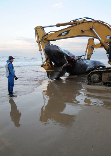 クジラ9頭打ち上げられる、2頭が生存 イタリア南部