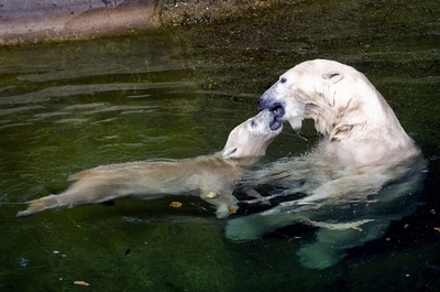 生後9か月の子グマ、初めての屋外プール