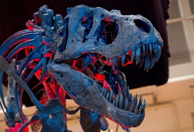 ティラノサウルスの骨格、ドイツ・ミュンヘンで展示会