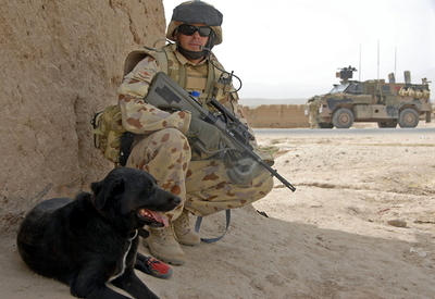 戦闘中に行方不明になった軍用犬、14か月ぶり生還 アフガニスタン