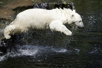 ホッキョクグマのクヌート、大きくなっても水浴びが好き