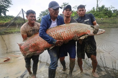 【今日の1枚】巨大魚の養殖 ペルー