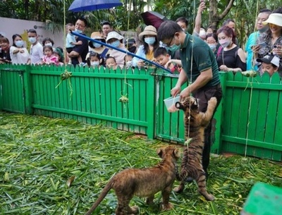 動物の子どもに「愛のちまき」をプレゼント 中国・広州