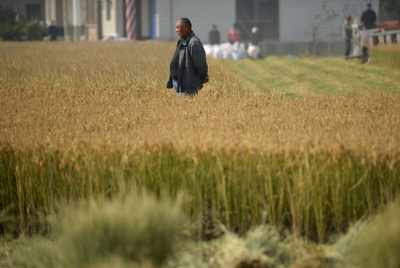 中国の食糧問題、先進的農業の導入がカギ 研究