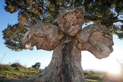 まるで巨大な鳥、仏の「今年の木」にコルシカ島のコルクガシ