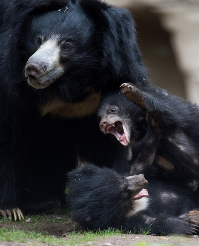 母は強し、ナマケグマが子を狙うトラと15分格闘し撃退 インド