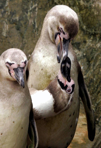 フンボルトペンギン5羽、保護施設で殺される ペルー