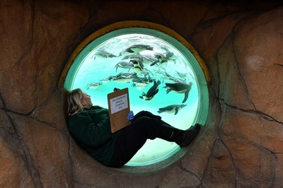 みんないますか？ 動物園で恒例の飼育数確認 英ロンドン