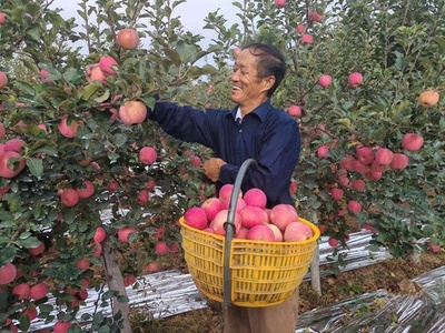 中国陝西省の洛川りんごはなぜ「人気絶大」であり続けるのか