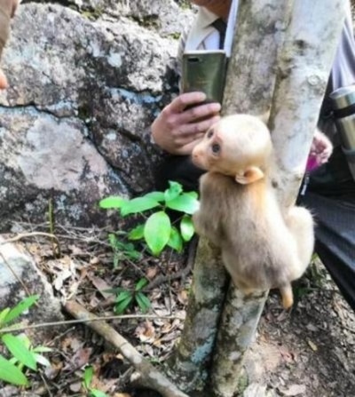 2級保護動物のチベットモンキーの子供を救助 枝に挟まれる