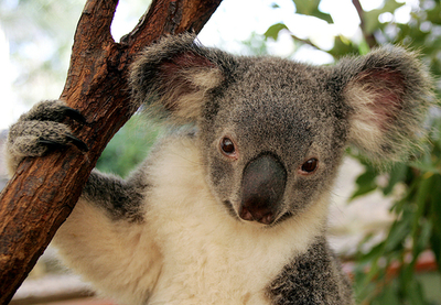 コアラやペンギンも絶滅の危機に、COP15で報告