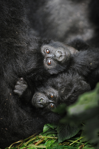 紛争地帯にひとすじの「希望」、5頭の赤ちゃんゴリラを確認 コンゴ