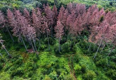 干ばつで枯れた針葉樹林、6月熱波の余波 ドイツ