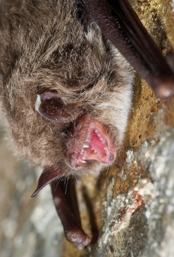 SARS様ウイルス、コウモリから人に直接感染 英科学誌