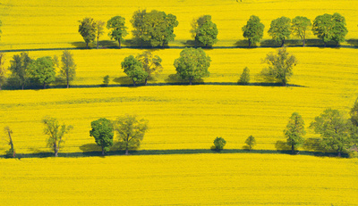 菜の花が満開、ドイツ南部