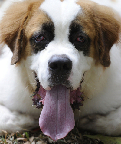 22犬種155匹が集合、スリランカでドッグショー