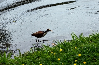 生物多様性の憂える現状、8日からCOP11開幕