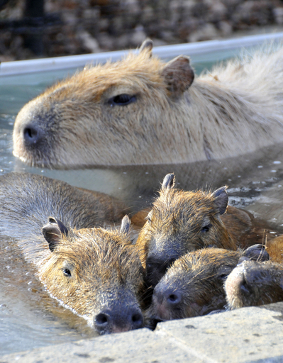 露天風呂でホットするカピバラの親子、埼玉県こども動物自然公園