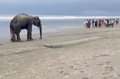 バングラでゾウ2頭救出 浜辺で立ち往生し騒動に