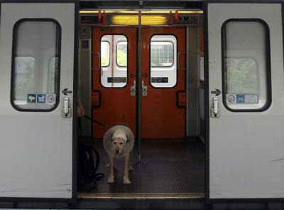 「イヌのふん放置」対策にDNAデータベース作成へ、エルサレム市当局