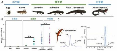 アカハライモリのフグ毒はササラダニに由来していた ―陸上での毒獲得経路を初めて解明―