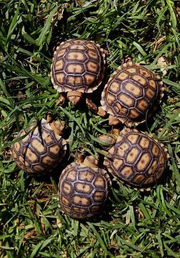 固まって甲羅干し、ケヅメリクガメの赤ちゃん メキシコ