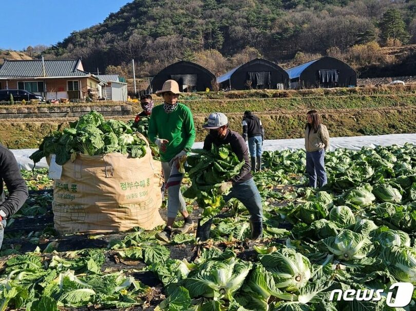 外国人季節労働者=槐山郡提供(c)news1