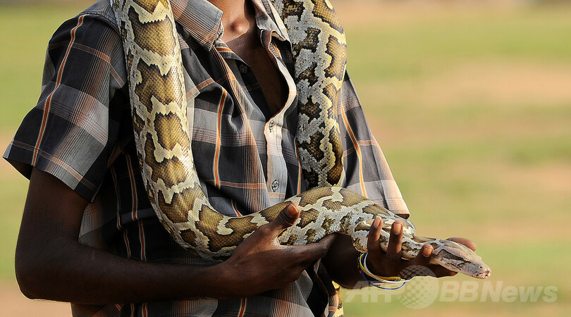 欧州のヘビ皮闇市場、年1000億円規模 高級レザー製品に