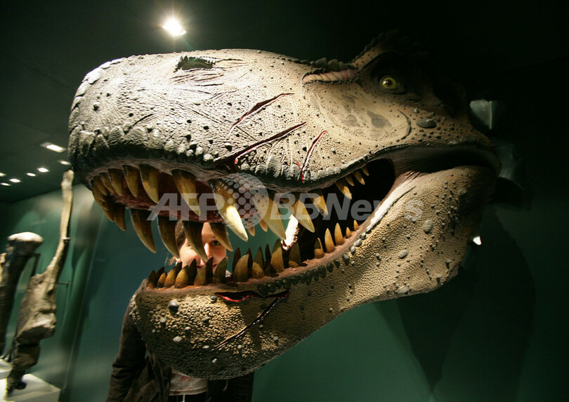 恐竜が繁栄した理由は 幸運だったから 研究結果 写真1枚 国際ニュース Afpbb News