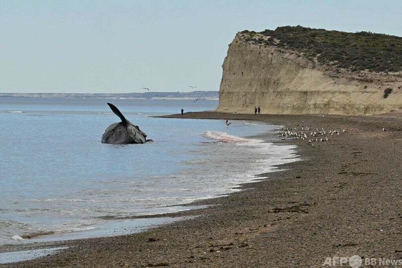 クジラの死骸相次ぎ発見、赤潮か アルゼンチン