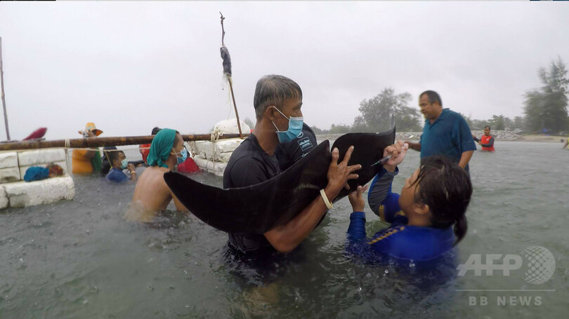 プラスチック袋80枚のみ込んだクジラ死ぬ タイ南部