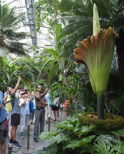 放たれる 腐臭 ショクダイオオコンニャク開花 米植物園 写真15枚 国際ニュース Afpbb News