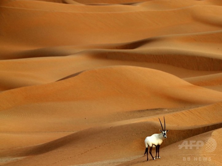 神秘的な砂漠の野生動物保護区 Uae 写真12枚 国際ニュース Afpbb News